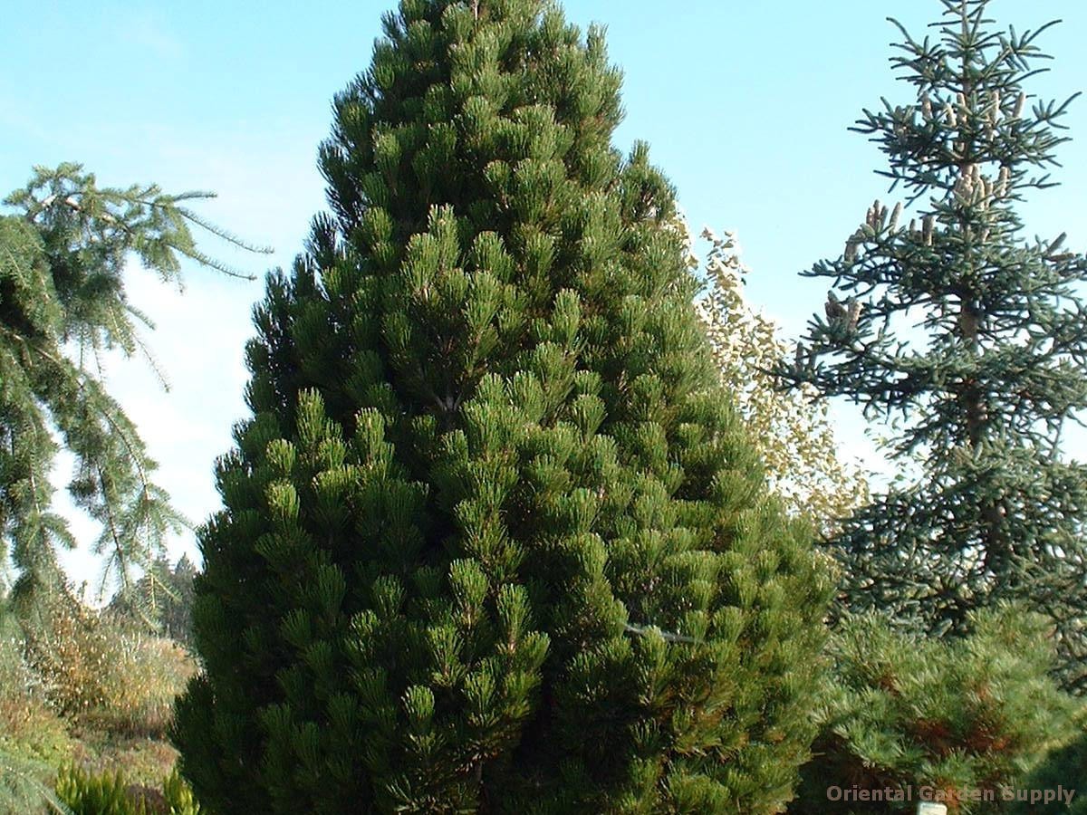Pinus leucodermis "Компакт Джем"