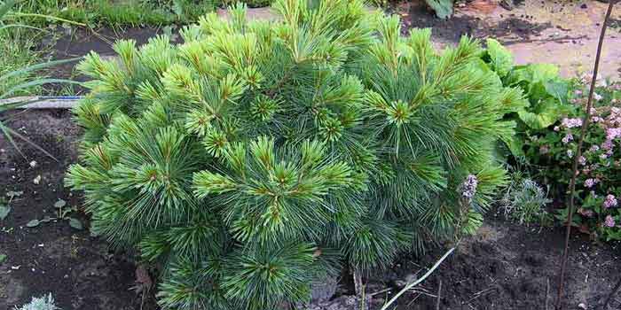 Pinus strobus Радиата