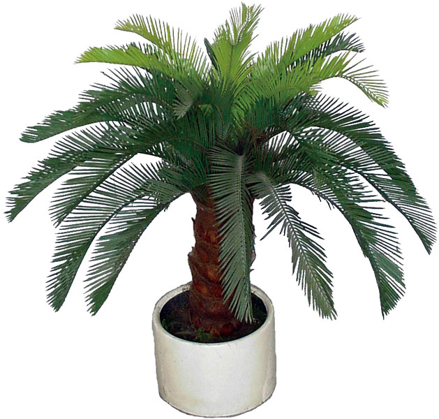 Cycas revoluta