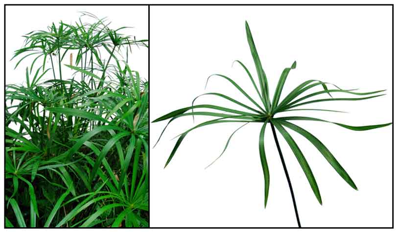 Cyperus alternifolius