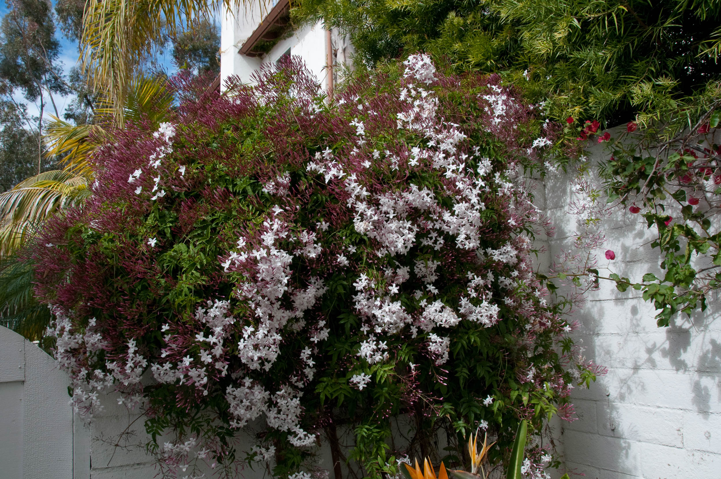 Jasminum polyanthum