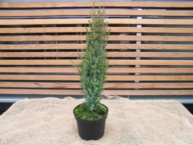 Juniperus chinensis