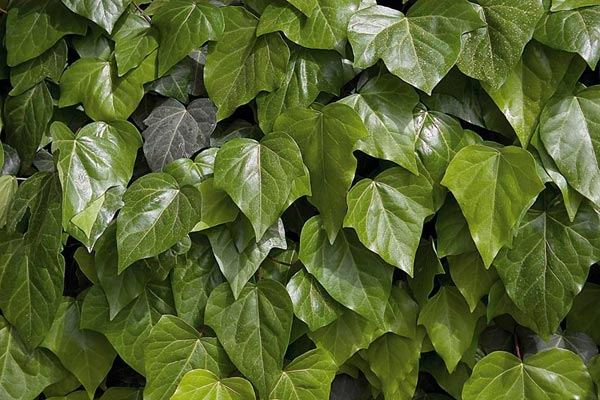 hedera colchica