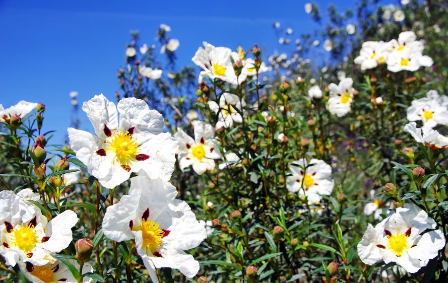 Ладанники (Cistus ladanifer)