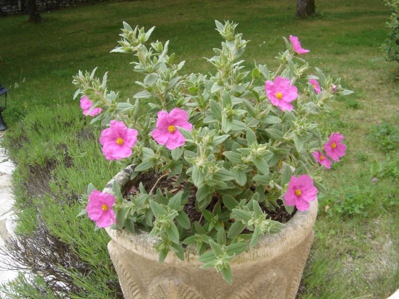 Ладанники (Cistus pulverulentus)