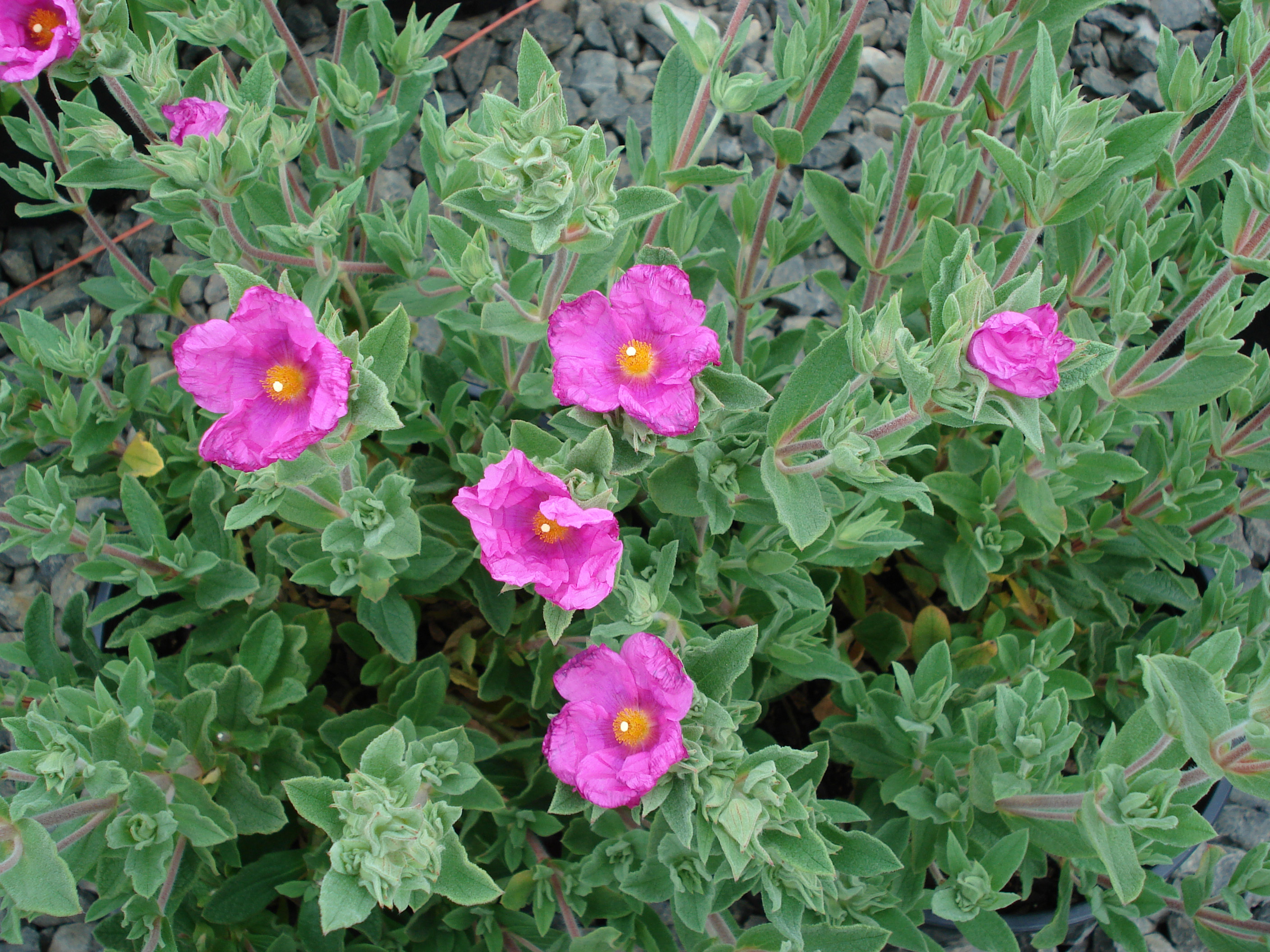 Ладанники (Cistus pulverulentus)