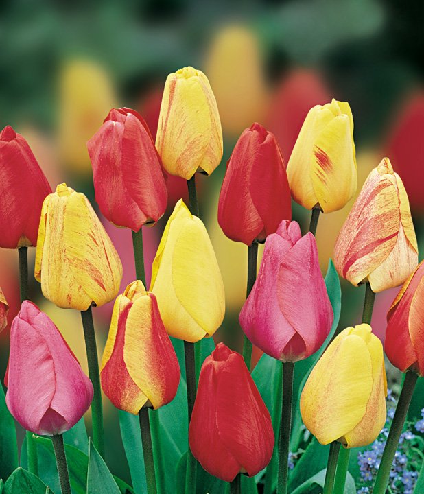 Тюльпаны (tulipa) Дарвина