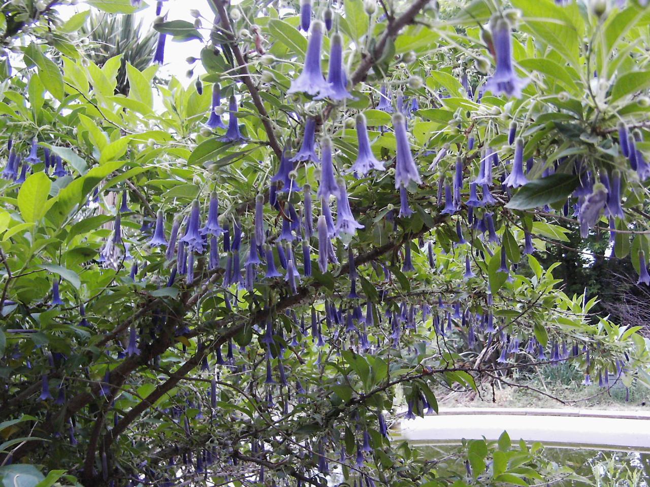 Иохрома (Iochroma cyaneum)