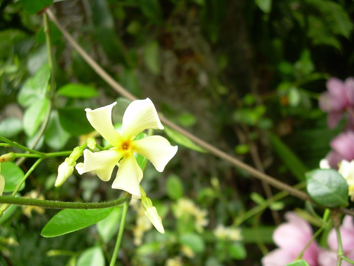 Трахелоспермум (Trachelospermum asiaticum)