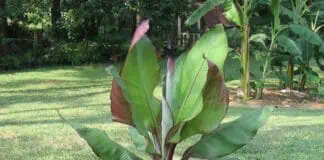 Файл: bananos-plant-gardening.jpg.