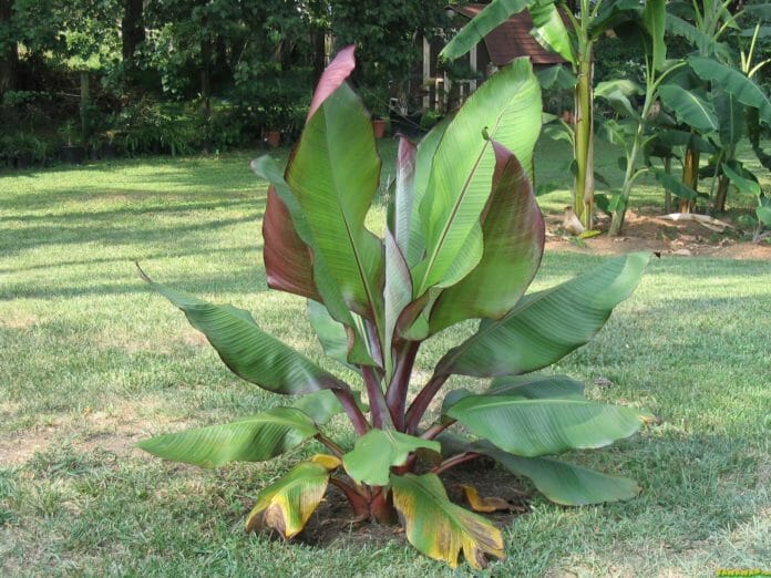 Ensete ventricosum