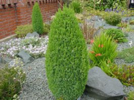 Можжевельник Juniperus communis