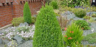 Можжевельник Juniperus communis