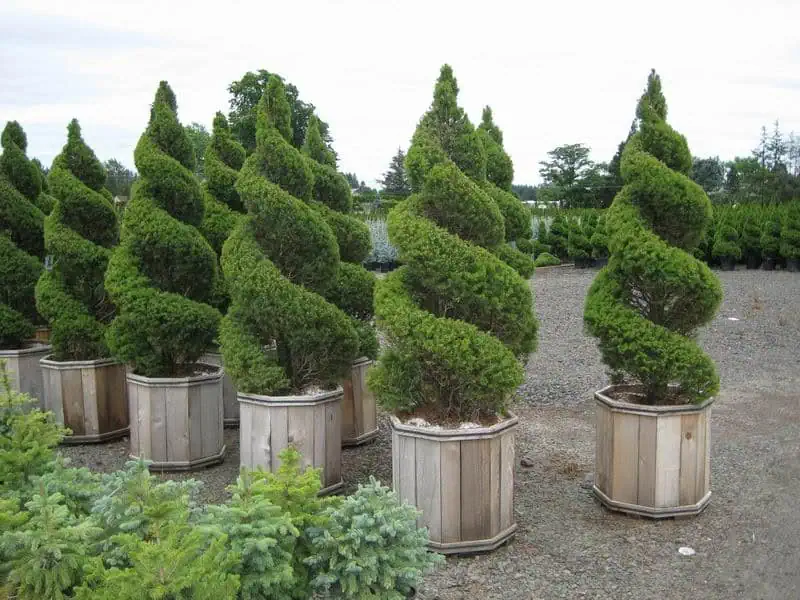Ель Picea gluaca Коника спираль