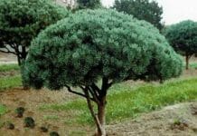 Сосна Pinus sylvestris Уотерери