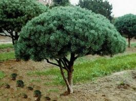 Сосна Pinus sylvestris Уотерери