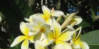 Frangipani-цветы на саде и огороде, цветущий плumerия, тропические цветы, декоративные растения, идеи для сада.