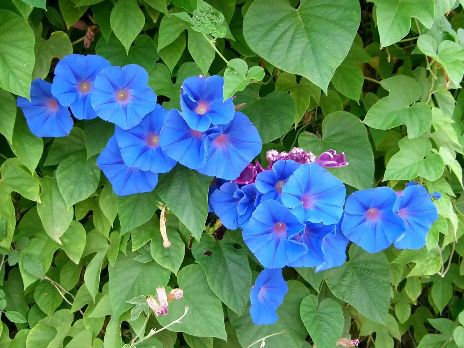 ipomoea indica. Почему не цветет ипомея.