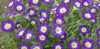 Ипомея convolvulus tricolor