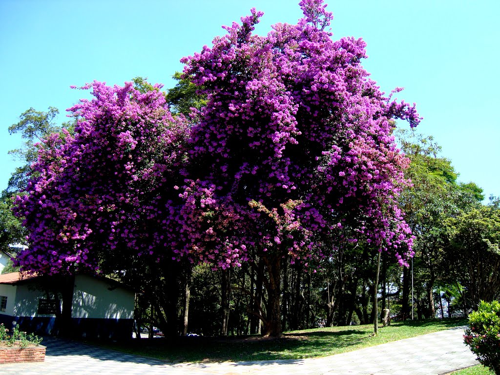 Бугенвиллеи (Bougainvillea glabra) "Сандериана"