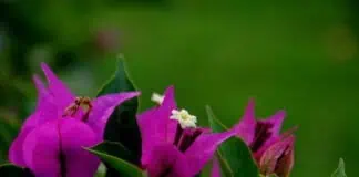 Filename: bougainvillea-cvet-ograden-2023.jpg.