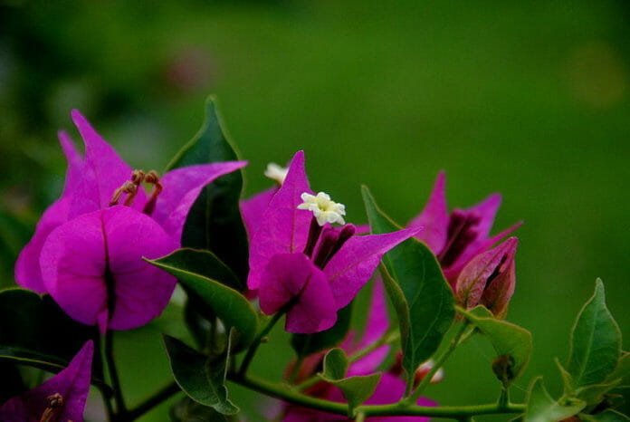 Бугенвиллеи (Bougainvillea glabra) 