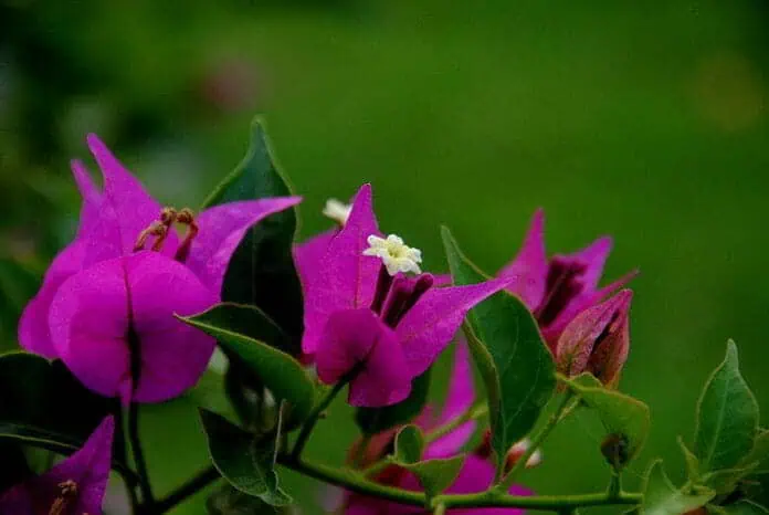 Filename: bougainvillea-cvet-ograden-2023.jpg.