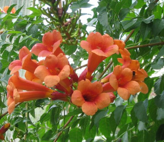 Campsis radicans