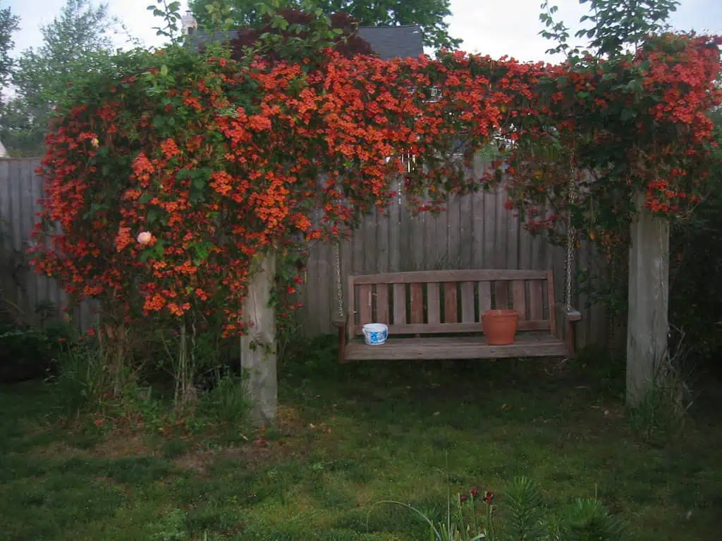 Кампсис (Campsis radicans) Кампсис (Campsis radicans)