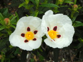 Ладанники (Cistus ladanifer)