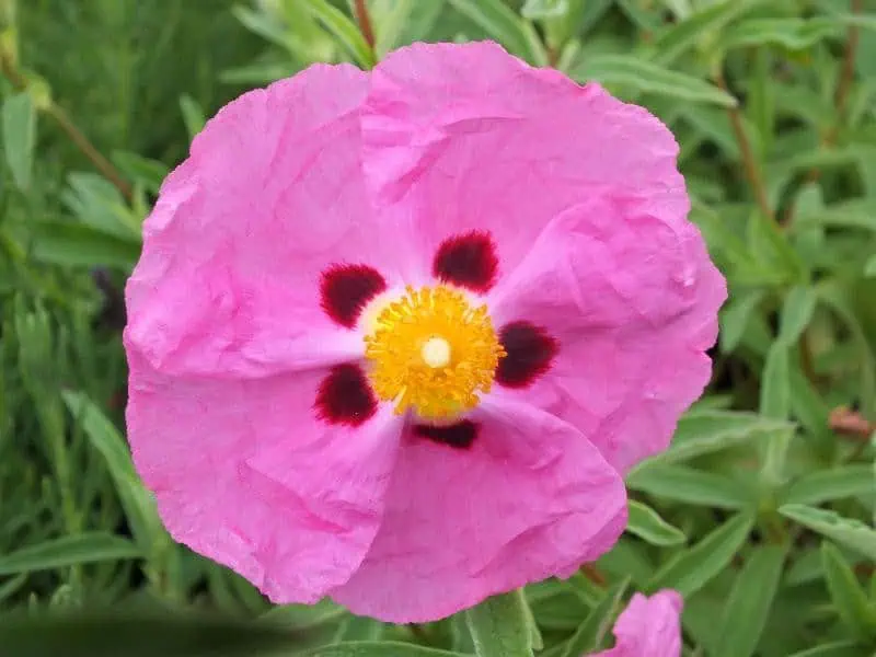 Ладанники (Cistus purpureus)