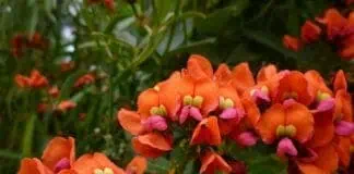 Яркие оранжево-розовые цветы на фото, сад и огород, цветущие растения, декоративные цветы, ландшафтный дизайн, садовая клумба, уход за цветами, флористика, садоводство, летний сад, красота сада, цветочные композиции.