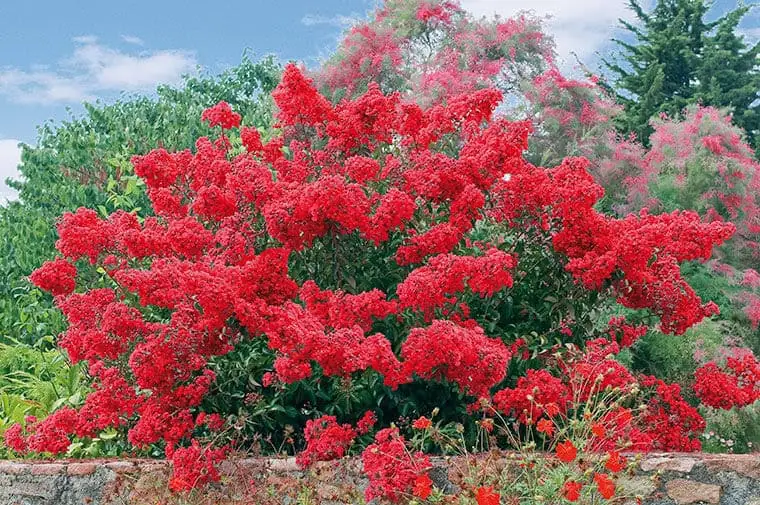 Японская г'>{Гортензия, красная гортензия, сад и огород, цветущие кусты, ландшафтный дизайн, дача, цветы на участке, яркие цветы, декоративные растения, садовые цветы, украшение сада, цветущие кустарники, летний сад, природная красота, флористика, зелень и цветы}.