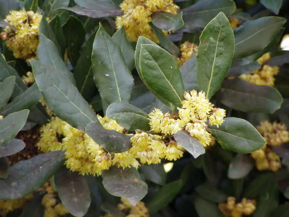 Laurus nobilis