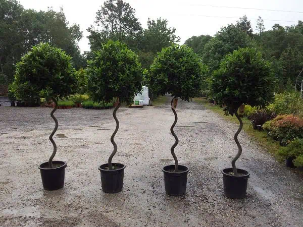 Искусственные топиарии в горшках, декоративные растения для сада и огорода. Эстетика и ландшафтный дизайн на сайте Дача Сегодня.