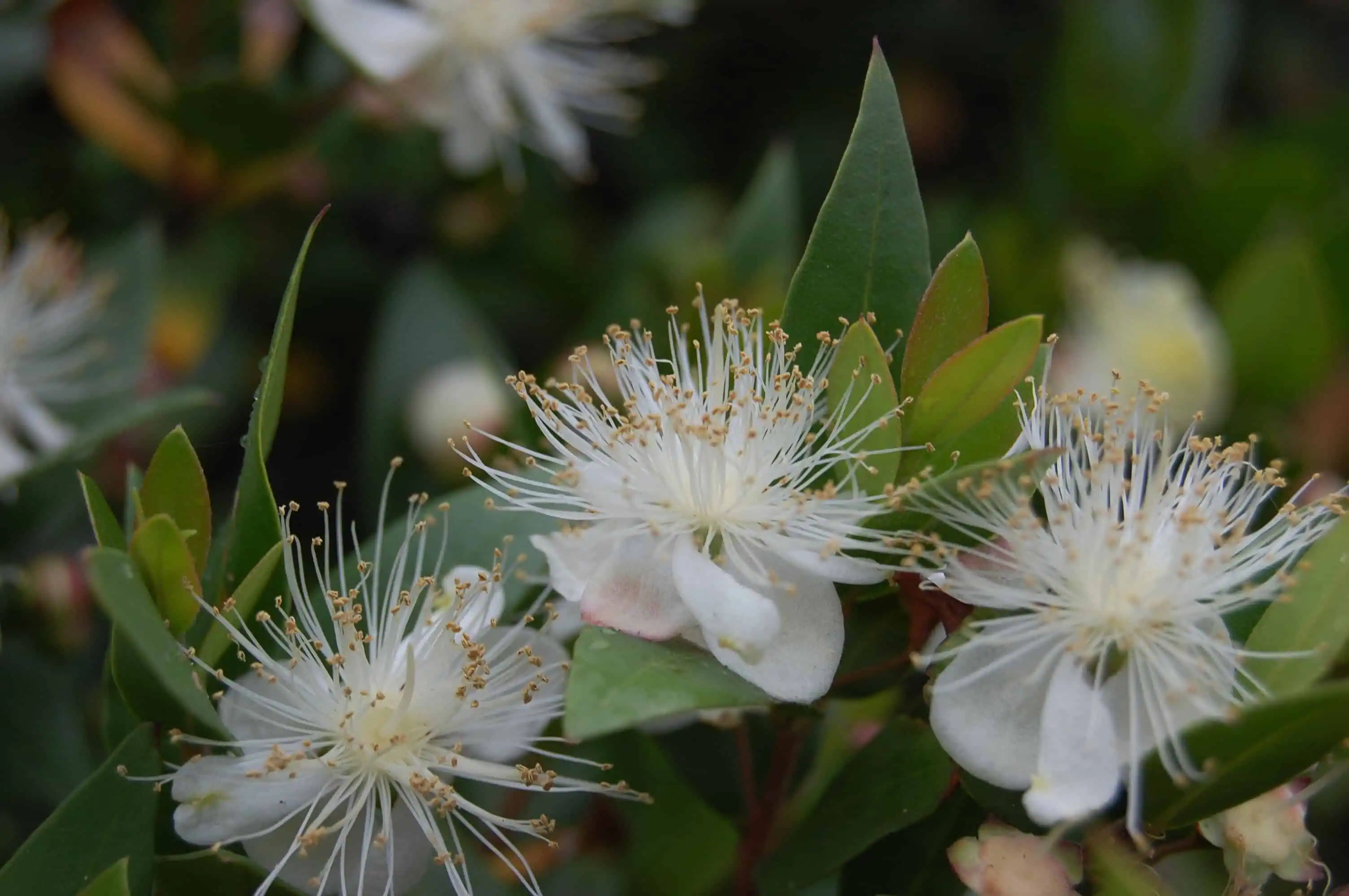Myrtus communis