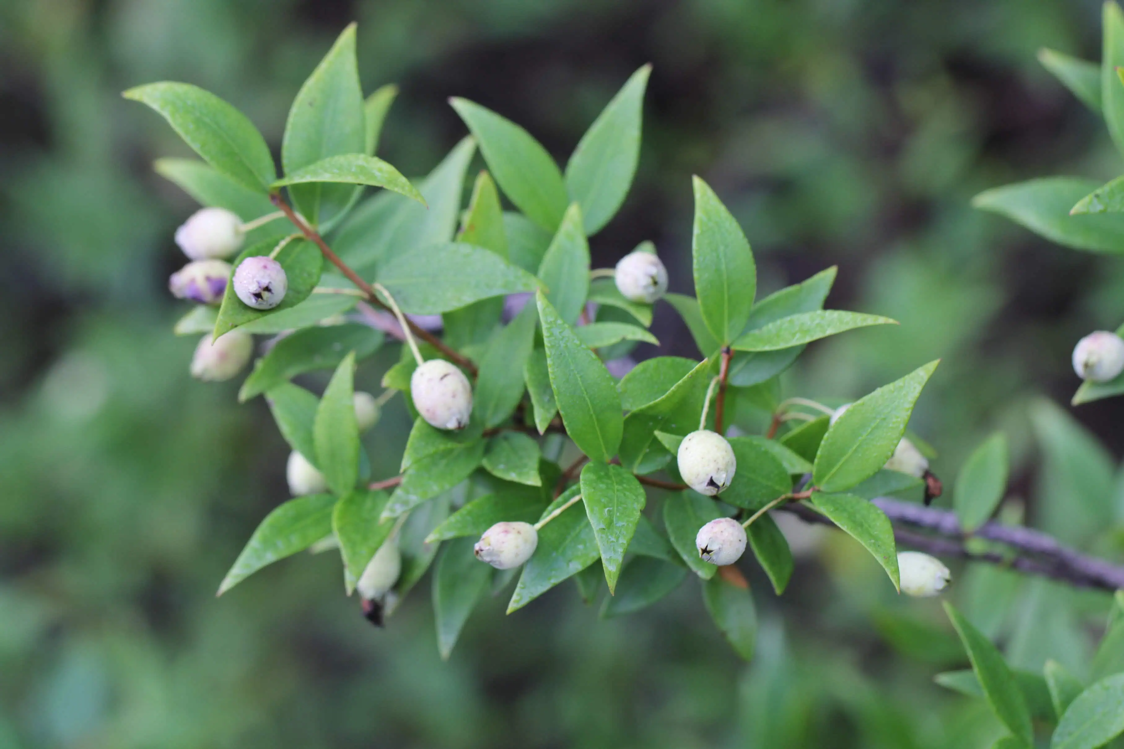 Myrtus communis
