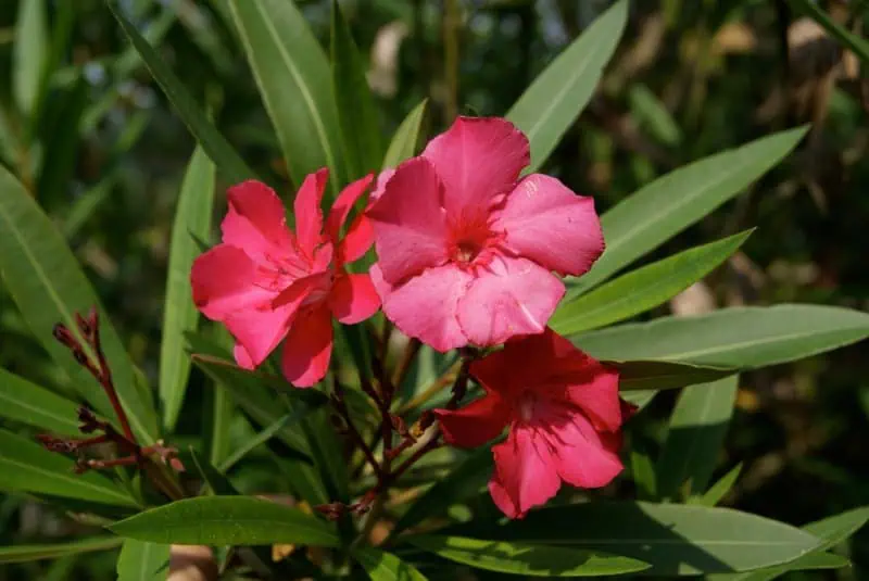 Яркие розовые цветы жасмина на зелёном фоне листьев в саду.