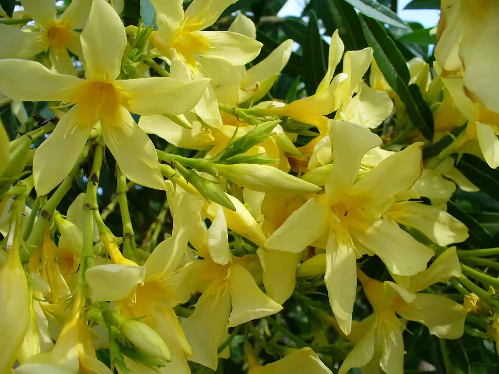 Олеандр (Nerium oleander)