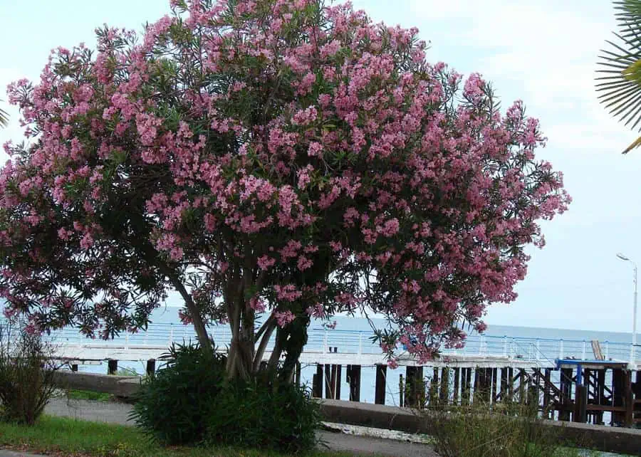 Розовые цветы олеандра в саду, красивые кусты с яркими цветами для украшения дачного участка, современное оформление сада и огорода.