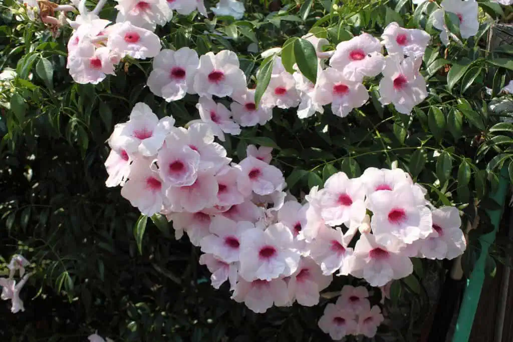 фото садовых цветущих растений, гортензии в саду, цветущая гортензия, цветочный сад и огород, растение для ландшафтного дизайна.