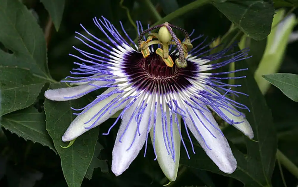 Ягодка пассифлоры на зеленом фоне, ядовитая тропическая лиана с уникальными цветами.