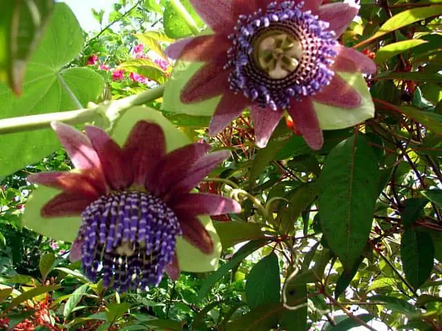Passiflora quadrangularis