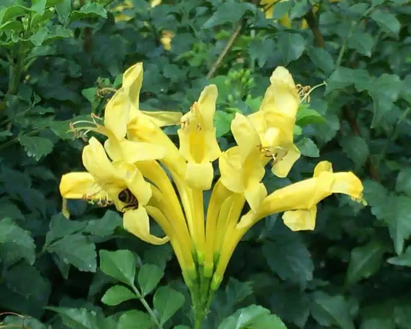 Текомария капская (Tecomaria capensis) Текомария капская (Tecomaria capensis)