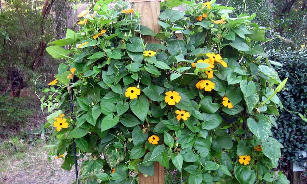 Яскравые желтые цветы и густая зелень в саду на сайте Дача Сегодня, украшение огорода и сада для уютного отдыха и выращивания домашних растений.