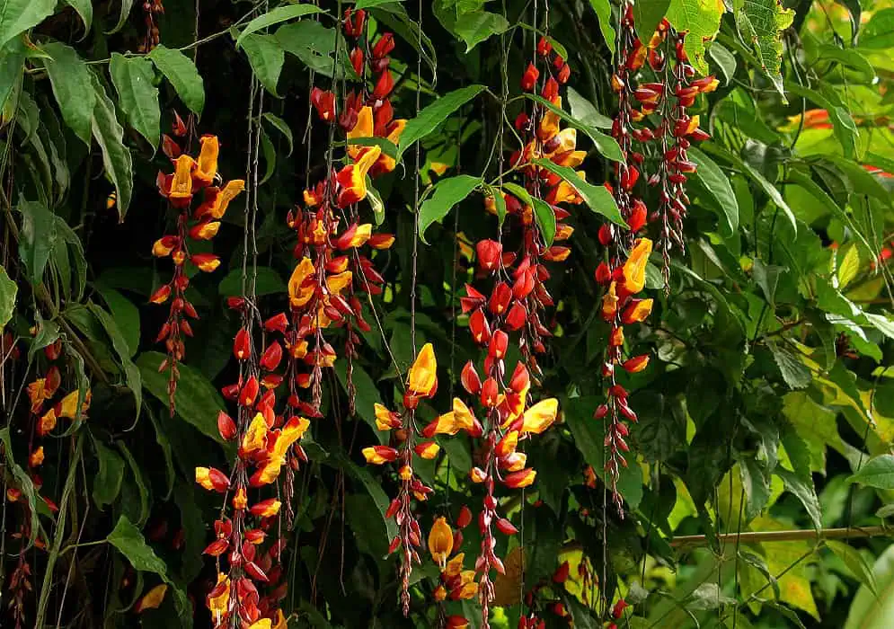 Thunbergia mysorensis