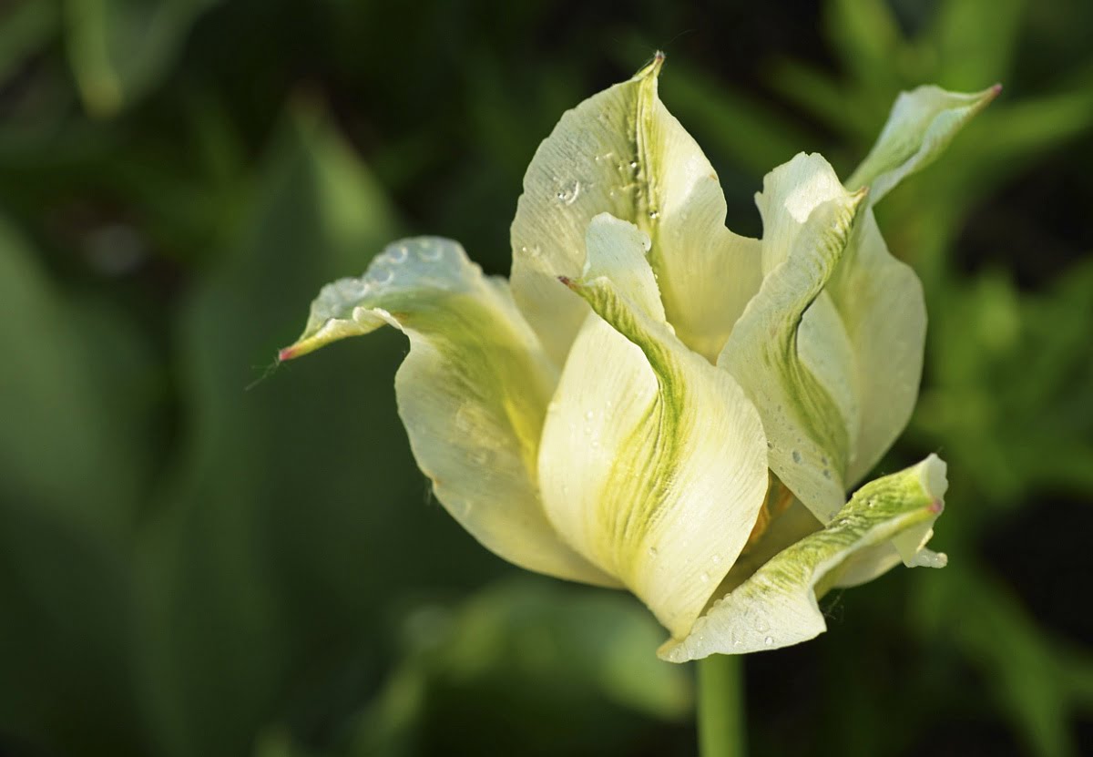 Тюльпаны (tulipa) Виридифлора