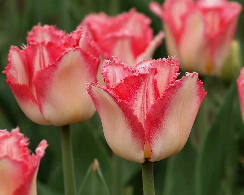 Тюльпаны (tulipa) Криспа