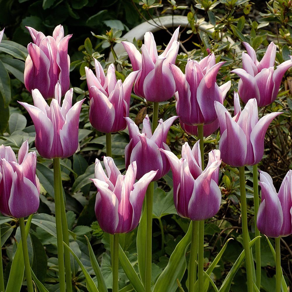 Тюльпаны (tulipa) лилиецветные