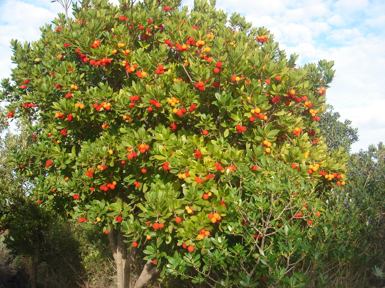 Земляничное дерево (arbutus unedo)